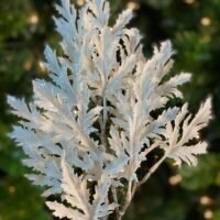 Galho Decorativo 50cm